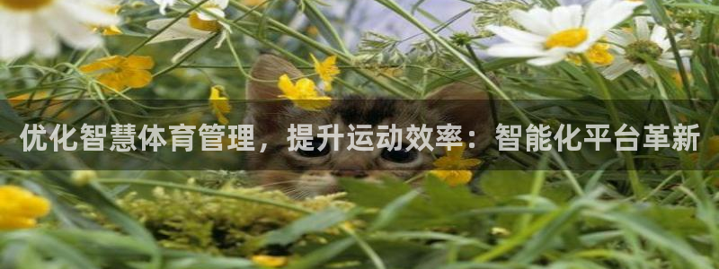 必一体育运动app下