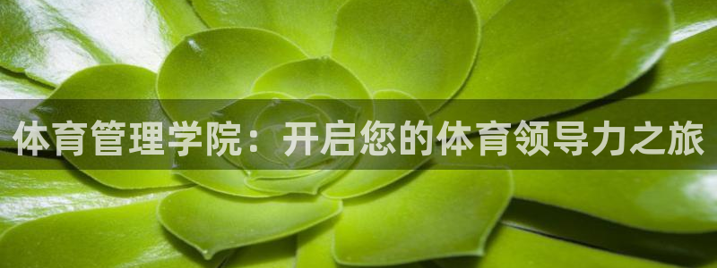 必一体育是啥：体育管