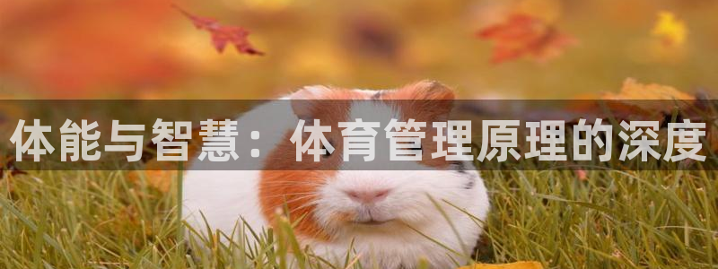 必一体育网站：体能与智慧：体育管理原理的深度